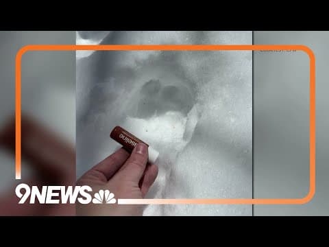 Colorado Parks and Wildlife euthanizes mountain lion