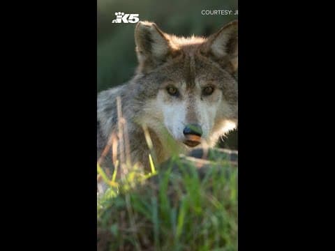 Wolves return to Woodland Park Zoo