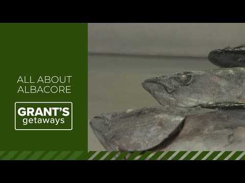 Meet the king of tunas