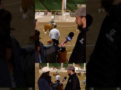 Miniature Herefords at the National Western Stock Show