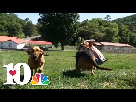 Two East TN companies donate HVAC unit for bloodhound rescue