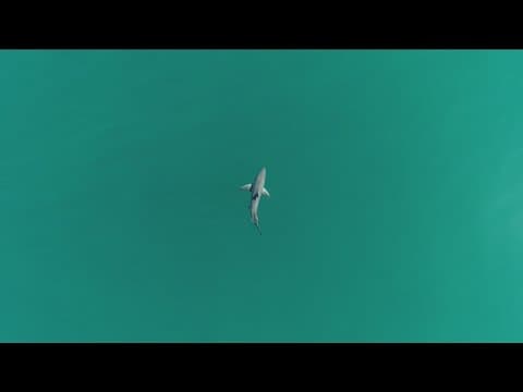 Shark sightings on the rise in San Diego