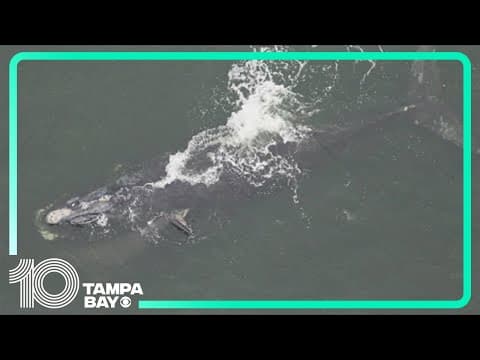 A right whale and her calf were spotted in Florida waters. Here's why that's important.