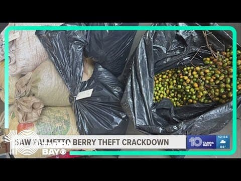 Deputies cracking down on people stealing saw palmetto berries in Hillsborough County