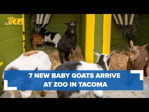 Meet the 7 newest baby goats at Tacoma's Point Defiance Zoo