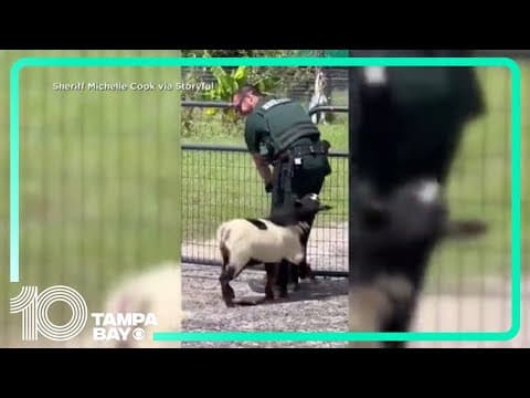 Persistent goat won't stop head butting Florida deputy