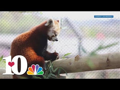 Zoo Knoxville will refer to red pandas as 'orange' ahead of Vols matchup