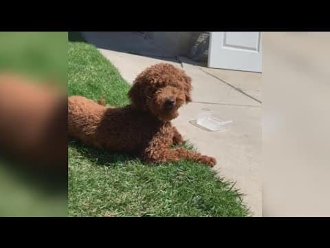 Man accused of stealing Mini Goldendoodle 'Chancho' to be arraigned Monday