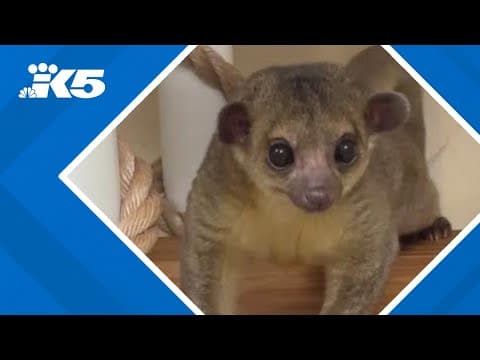 Kinkajou found at Yakima rest stop now has a new home, name and family