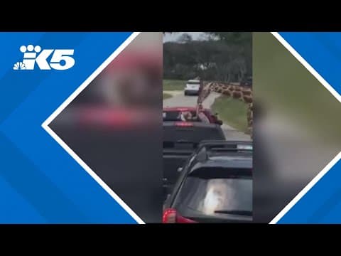 Giraffe grabs 2-year-old girl out of pick-up truck at Texas drive-thru safari
