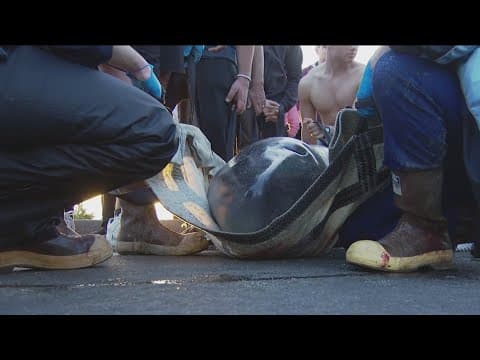 Beached whale discovered in Carlsbad dies after rescue