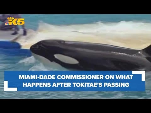 Miami-Dade Commissioner on what happens after Tokitae's passing