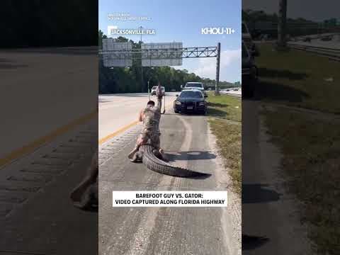 Barefoot Florida man wrestles gator along the Interstate in Jacksonville