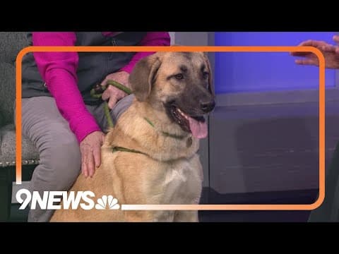 Cleo is a 1-year-old Anatolian pup who has lots of energy and love to give