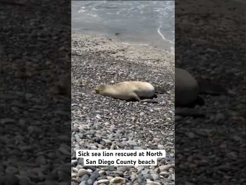 Community helps rescue sick sea lion at North San Diego County beach
