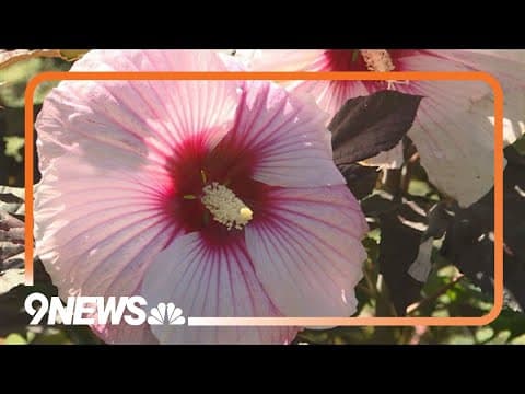 Easy-to-grow summer garden stunners