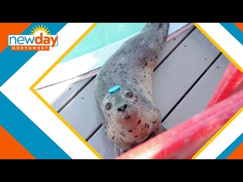 Local nonprofit serves as a sanctuary for Pacific Northwest marine animals - New Day NW