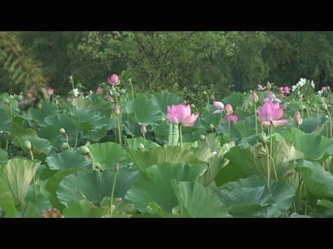 Rare, beautiful celebration blooming in DC