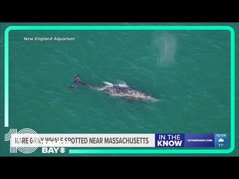 Rare gray whale spotted near Massachusetts