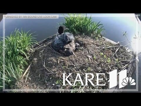 MN man behind famous Live Loon Cam continues his work off camera