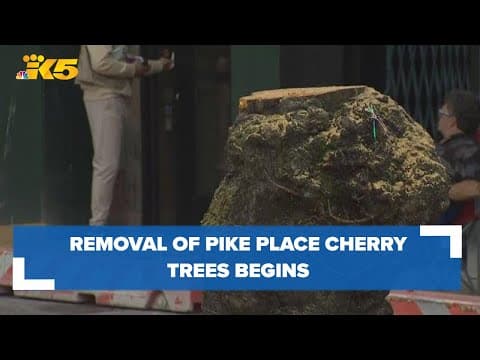 Removal of cherry trees near Pike Place Market begins