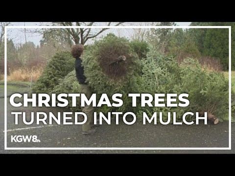 Christmas tree recycling tips, tricks