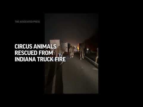 Circus animals rescued from Indiana truck fire