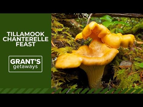A chanterelle feast harvested in Tillamook State Forest