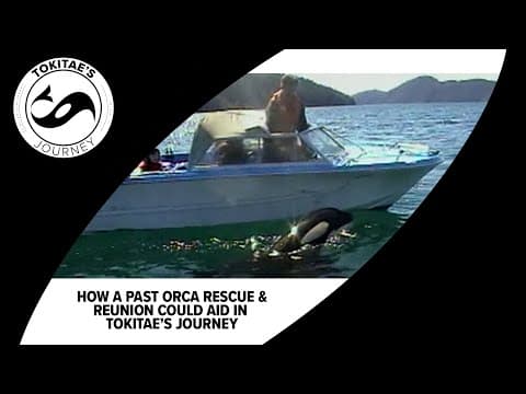 How a past orca rescue & reunion could inform the journey of Tokitae