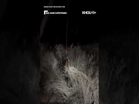 Horse rescued after slipping down slope in Orange County, California Via: TMX #shorts