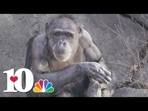 Zoo Knoxville mourns death of Binti the Chimpanzee