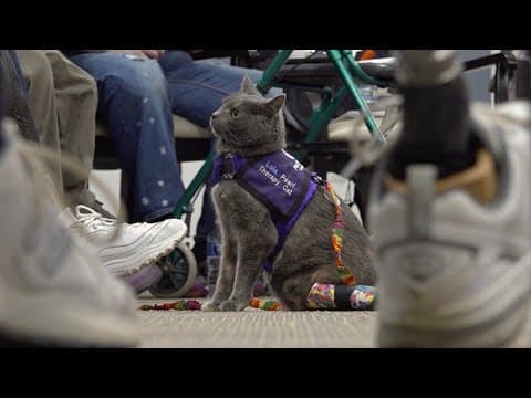 Cat-owner duo in Ohio shares amputee journey while helping others through animal therapy