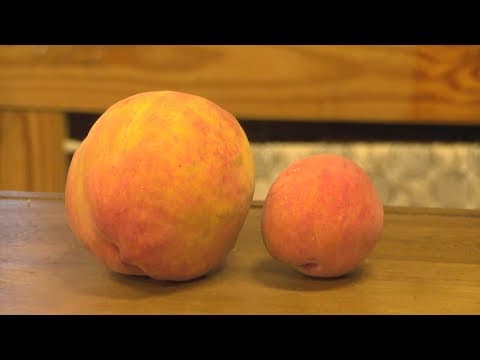 Giant peach weighs 1.83lbs