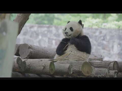 Pandas are coming back to Smithsonian National Zoo in DC