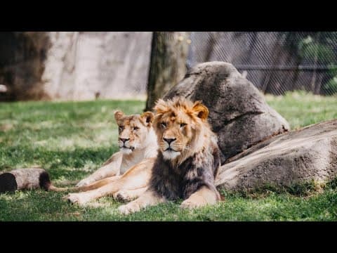 Denmark zoo asks people to donate their small pets as food for captive predators