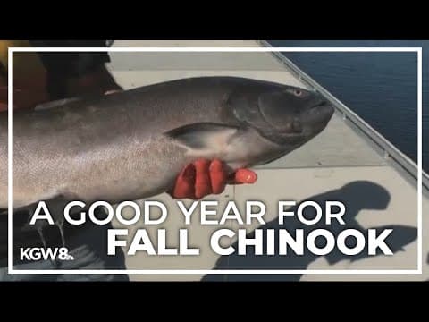 Fall Chinook salmon season along the Columbia exceeding previous expectations