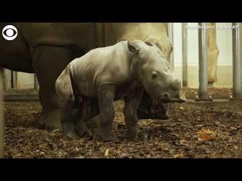 Newborn rhino takes first steps at a zoo in the Netherlands