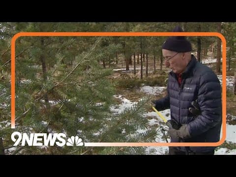 Cutting down Christmas trees at Pike National Forest an annual tradition for many Coloradans