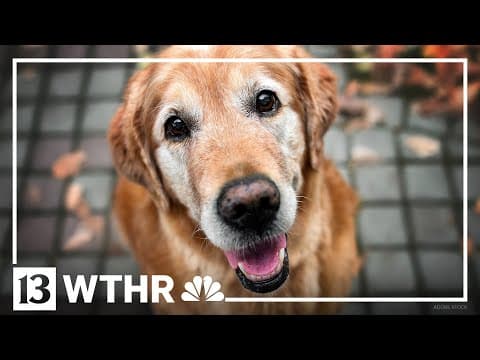 Company develops anti-aging pill for dogs