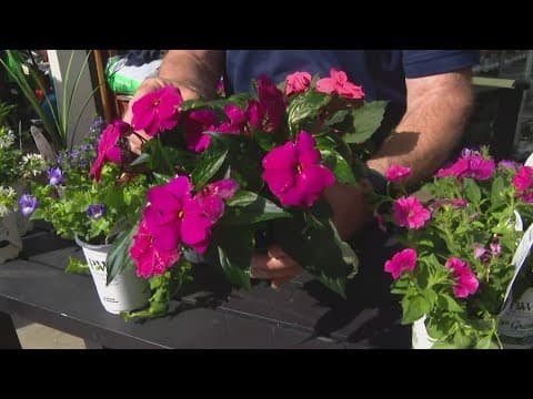 Pat Sullivan's tips on the types of flowers you should plant now