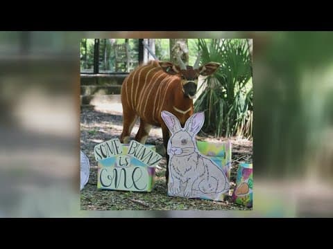 Eastern bongo celebrates first birthday