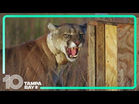 36 Florida panthers killed in 2024, highest number since 2016