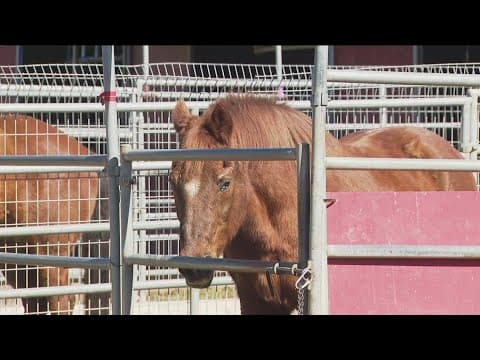 Tensions growing at Canyonside Ranch between horse boarders, evicted leaseholders