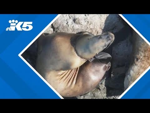 Washington sea lion saved from plastic tie around neck