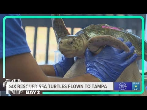 Cold-stunned sea turtles flown to Florida Aquarium from northeast for 'life-saving care'