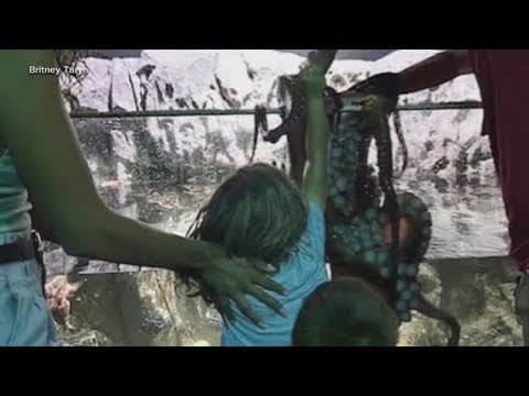 Texas aquarium responds after octopus hurts 6-year-old boy