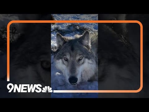 When can wolves be killed? Colorado ranchers and lawmakers want clarity