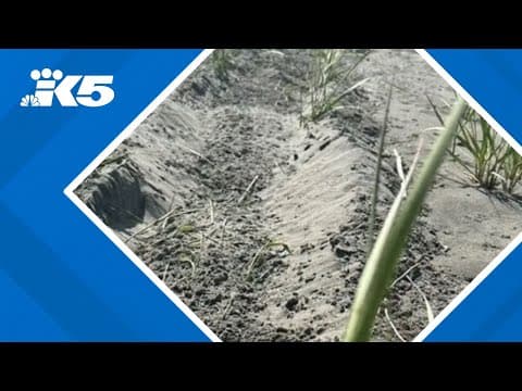 Snowy plover nest destroyed after driver ignores signs in Pacific County