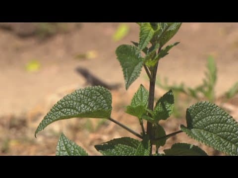 Study: Plant's root direction can help fight global warming