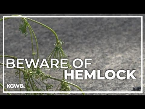 Poisonous hemlock infestation popping up across Northwest